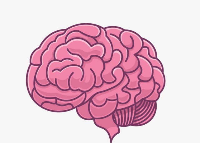 cerebro imagem